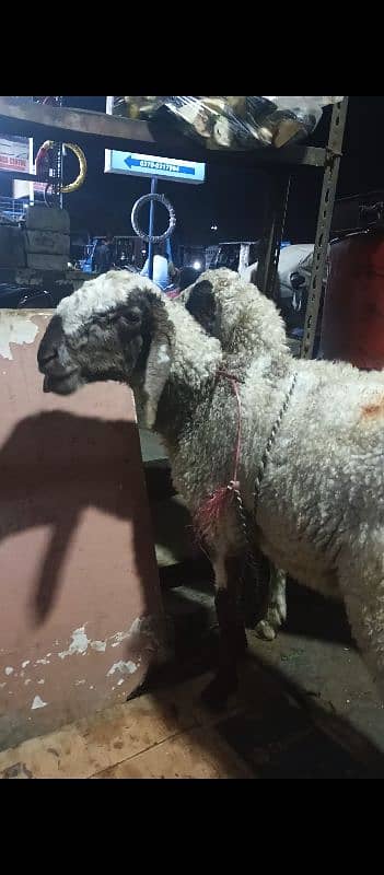 Dumbay/Sheep For Qurbani 2025 0