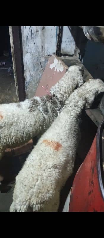 Dumbay/Sheep For Qurbani 2025 2