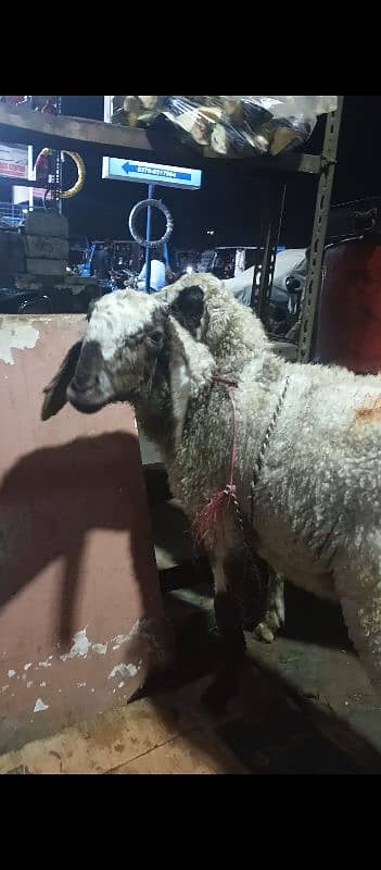 Dumbay/Sheep For Qurbani 2025 3