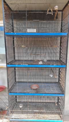 birds cge for sale