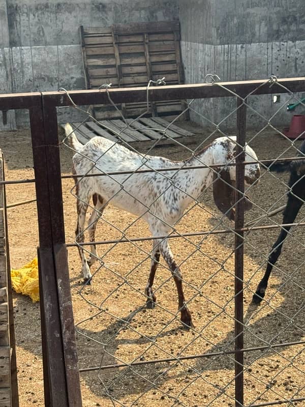 Bakri mhaki cheene 0