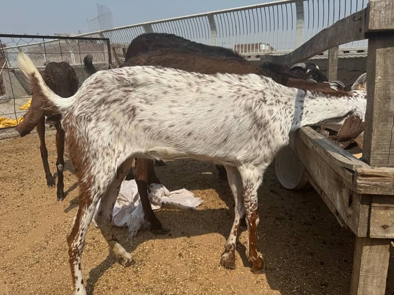 Bakri mhaki cheene 2