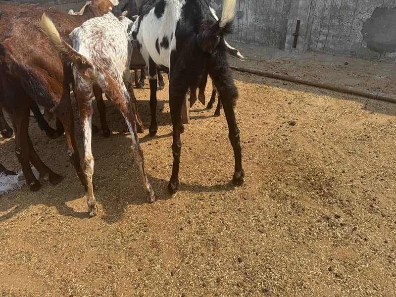 Bakri mhaki cheene 5