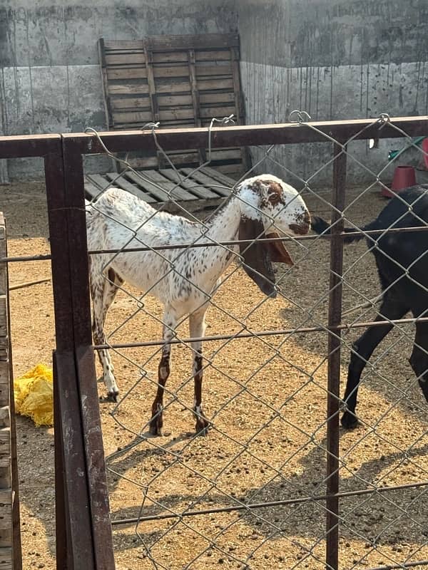 Bakri mhaki cheene 6