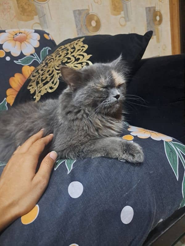 grey colour cat well trained due to shifting for sell 1