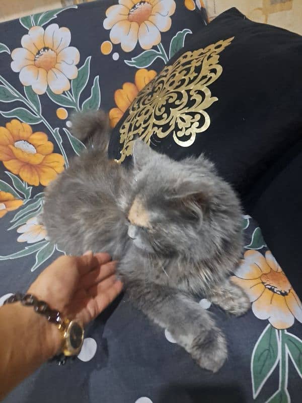 grey colour cat well trained due to shifting for sell 2