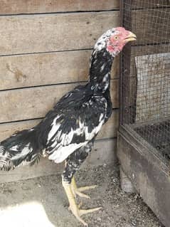 aseel phata home breed