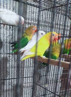 Lovebirds