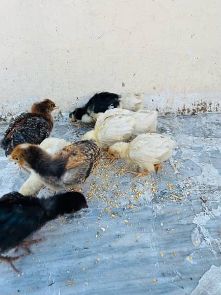 7 Days Shamoo Chicks Available 100% pure Chicks and Hens 1
