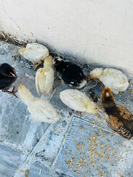 7 Days Shamoo Chicks Available 100% pure Chicks and Hens 2