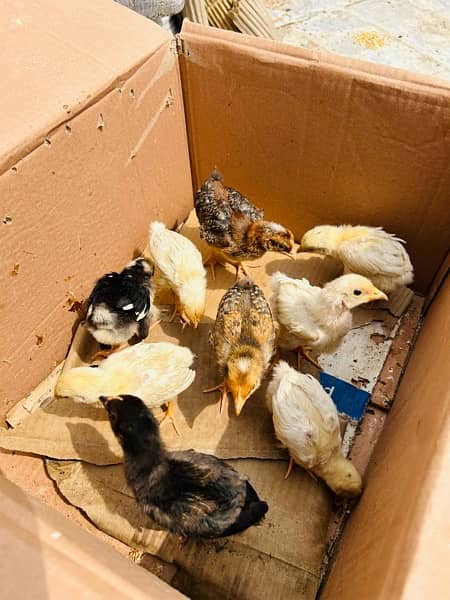 7 Days Shamoo Chicks Available 100% pure Chicks and Hens 3
