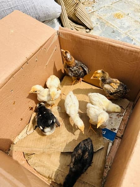 7 Days Shamoo Chicks Available 100% pure Chicks and Hens 4