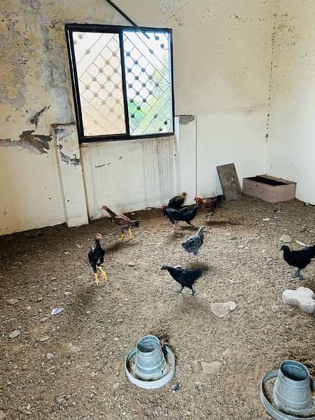 7 Days Shamoo Chicks Available 100% pure Chicks and Hens 5