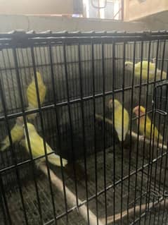 6 love bird Rosicoli creamino and lutino for sale with cage