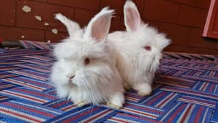 English Angora bunnies read to adult in reasonable rate