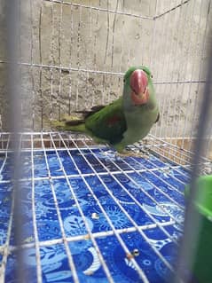 raw parrot