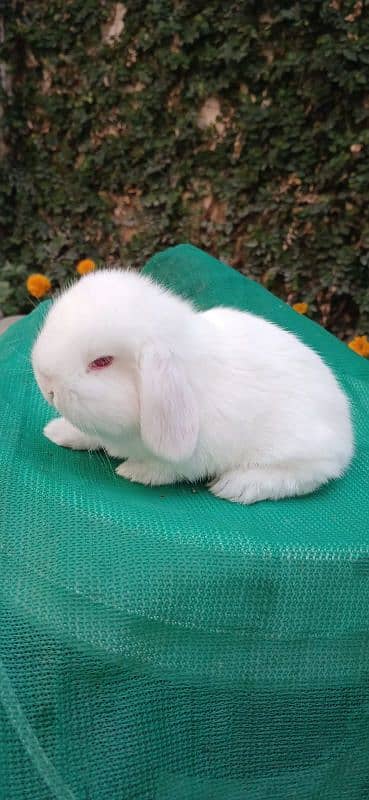 Holland lop bunnies/punch face imported blood line 1