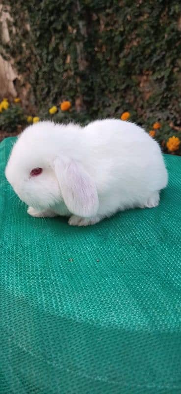 Holland lop bunnies/punch face imported blood line 3