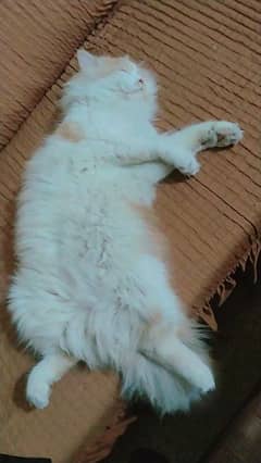 Persian trained male cat