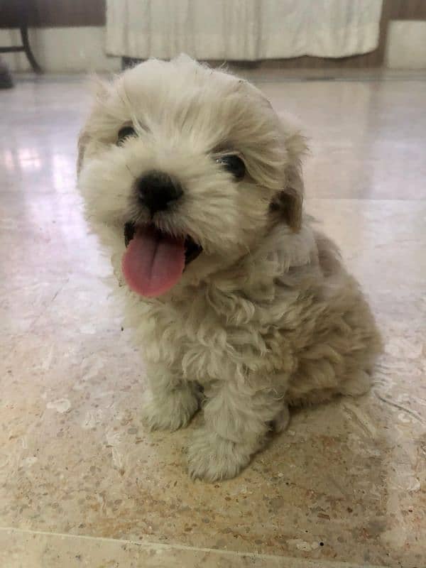 puppies poodle and shih tzu mix 0