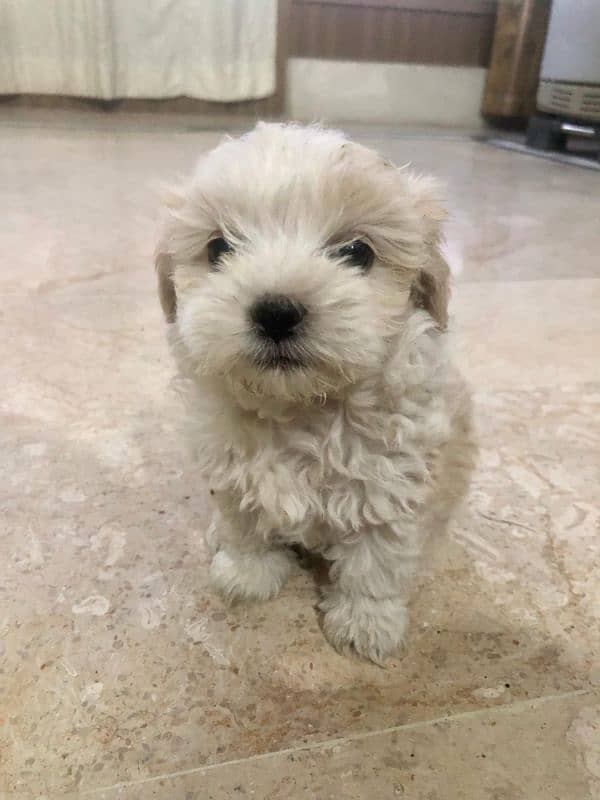 puppies poodle and shih tzu mix 1