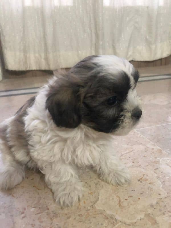 puppies poodle and shih tzu mix 3