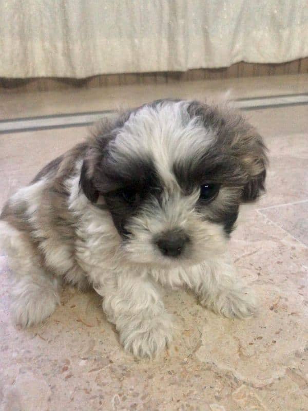 puppies poodle and shih tzu mix 4