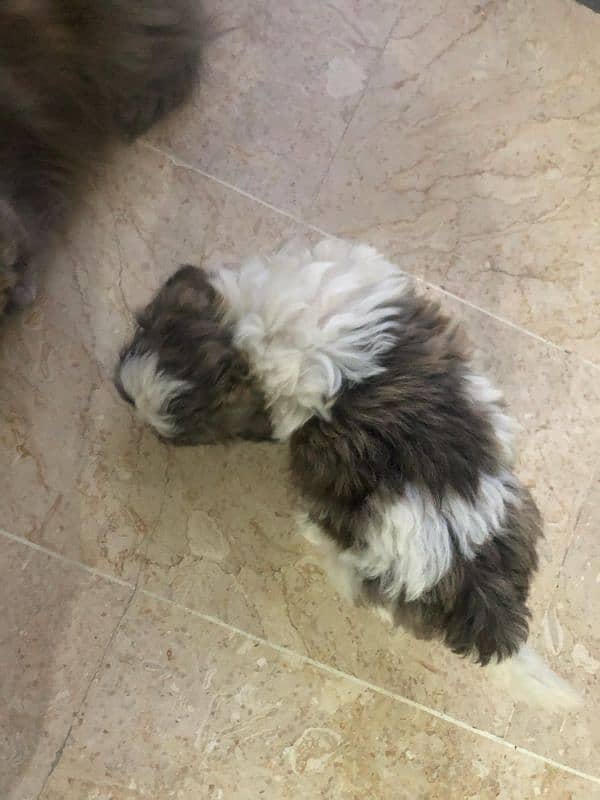 puppies poodle and shih tzu mix 5