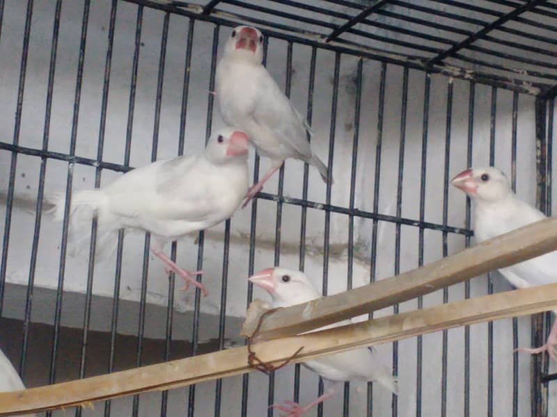 Silver and white JAVA 0