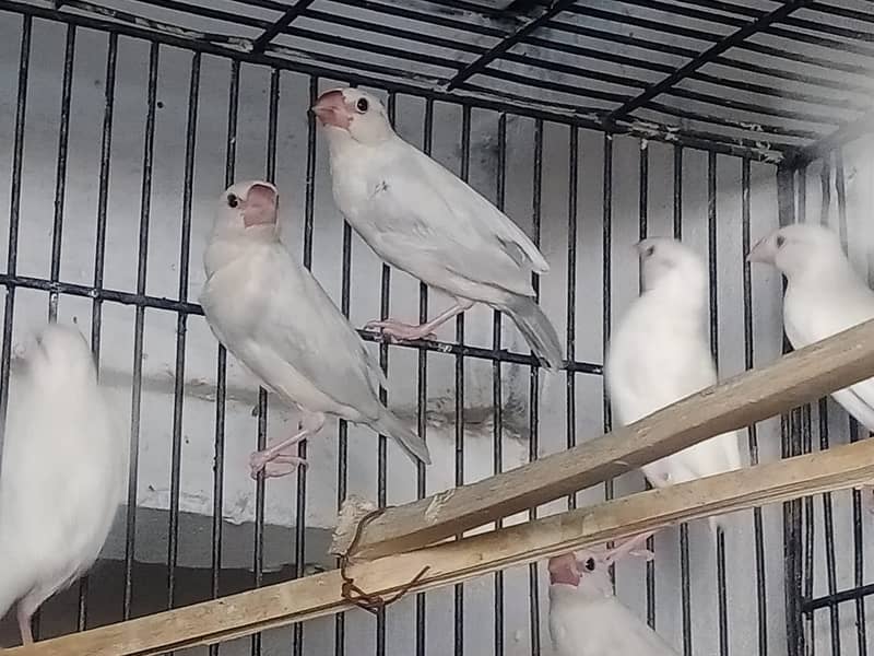 Silver and white JAVA 1