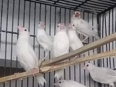 Silver and white JAVA