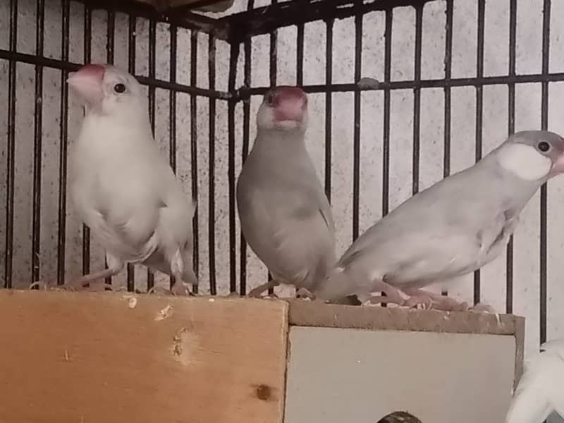 Silver and white JAVA 3