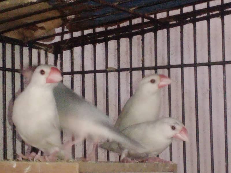 Silver and white JAVA 4