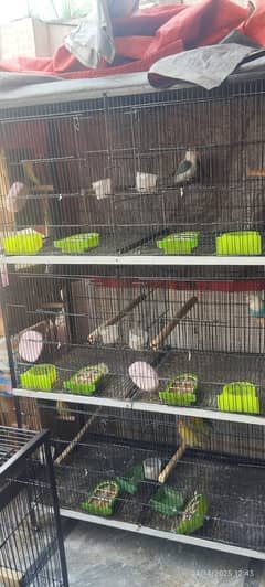 cage nice