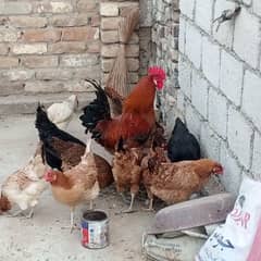 Golden Misri Murghian for sale 1200 Per Hen