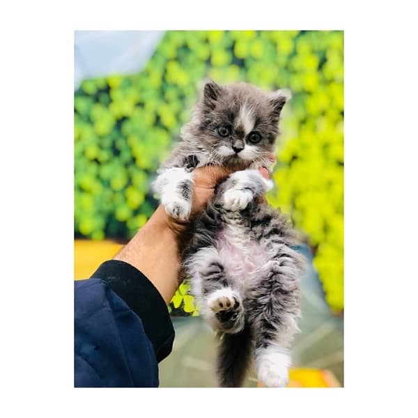 Top quilty perchian cat available 2