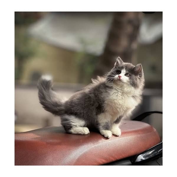 Top quilty perchian cat available 12