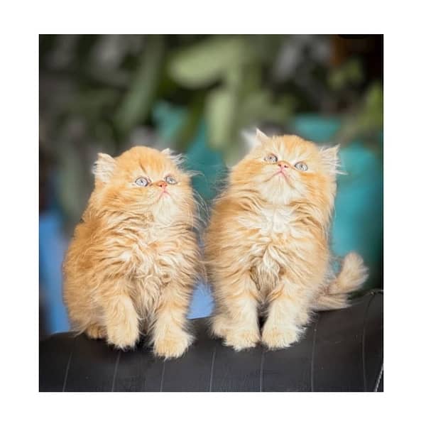 Top quilty perchian cat available 16