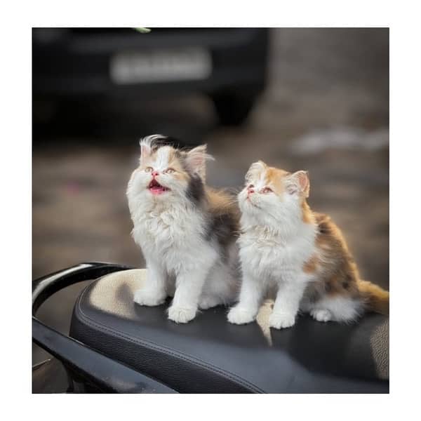 Top quilty perchian cat available 17