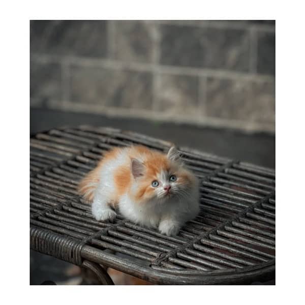 Top quilty perchian cat available 18