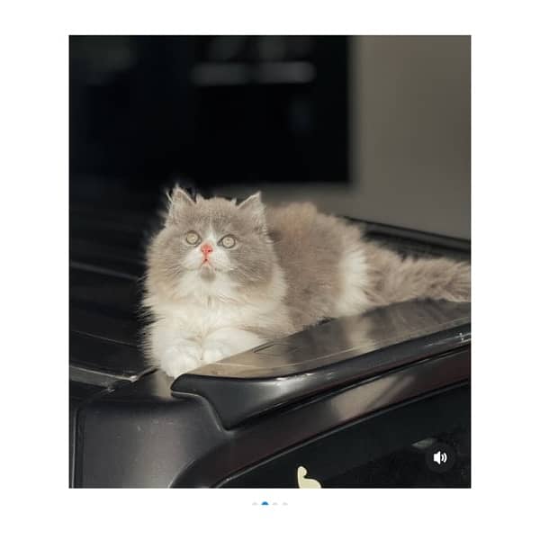 Top quilty perchian cat available 0