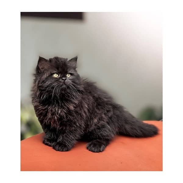 Top quilty perchian cat available 3