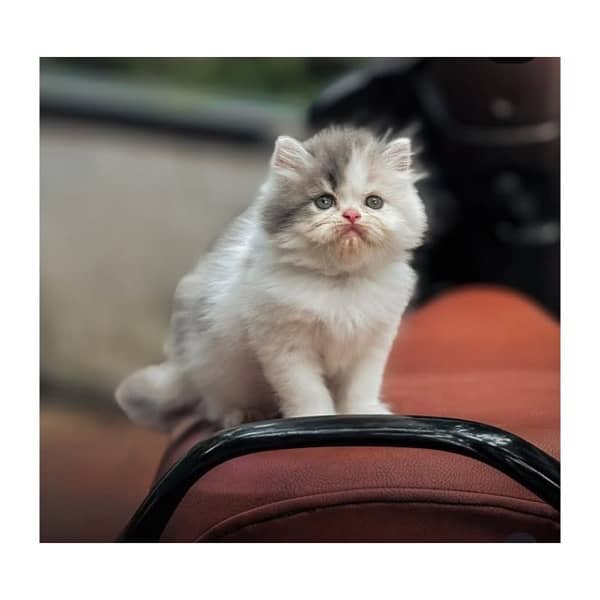 Top quilty perchian cat available 5