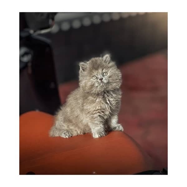 Top quilty perchian cat available 17