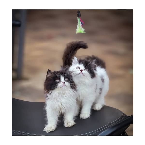 Top quilty perchian cat available 18
