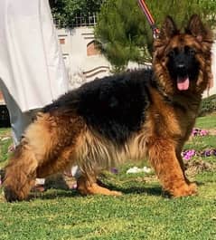 German
