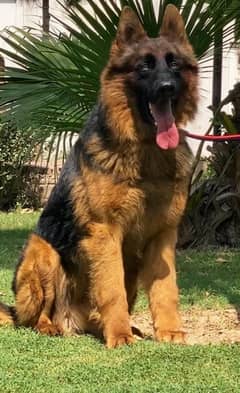 German shepherd loang coat black mask male age 7month