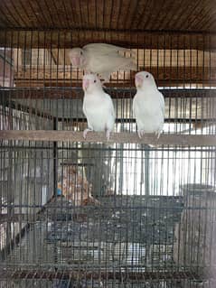 albino red eyes