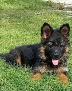 German shepherd puppies Double Coatmy WhatsApp number 03001868066