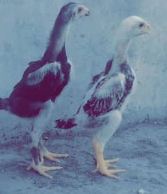 Shamo
